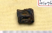 藏品(魚化石)的圖片